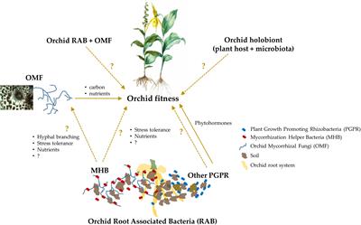 Orchid Root Associated Bacteria: Linchpins or Accessories?